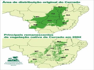 A cada ano, estima-se que dois milhões
de hectares do cerrado são desmatados,
sendo que as áreas mais afetadas estão
em Mato Grosso, Mato Grosso do Sul,
Goiás e Minas Gerais, além do oeste da
Bahia.
Se a degradação continuarSe a degradação continuar
o cerrado poderáo cerrado poderá
desaparecer até 2030.desaparecer até 2030.
AMEAÇAS AO CERRADO
 