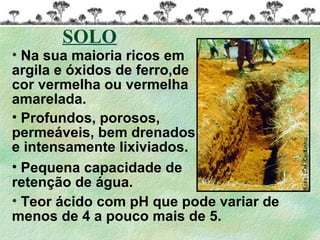• Na sua maioria ricos em
argila e óxidos de ferro,de
cor vermelha ou vermelha
amarelada.
• Profundos, porosos,
permeáveis, bem drenados
e intensamente lixiviados.
• Pequena capacidade de
retenção de água.
• Teor ácido com pH que pode variar de
menos de 4 a pouco mais de 5.
SOLO
 