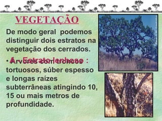 De modo geral podemos
distinguir dois estratos na
vegetação dos cerrados.
• Árvores com troncos
tortuosos, súber espesso
e longas raízes
subterrâneas atingindo 10,
15 ou mais metros de
profundidade.
A - Estrato lenhoso :
VEGETAÇÃO
 
