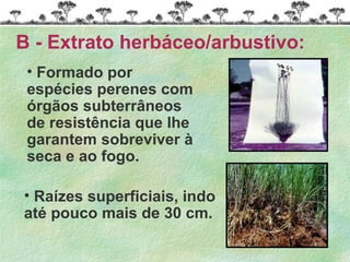 • Raízes superficiais, indo
até pouco mais de 30 cm.
B - Extrato herbáceo/arbustivo:
• Formado por
espécies perenes com
órgãos subterrâneos
de resistência que lhe
garantem sobreviver à
seca e ao fogo.
 