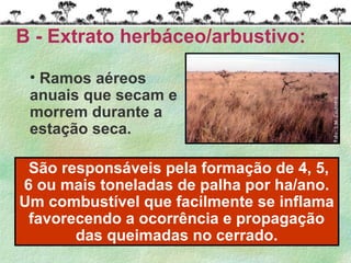 São responsáveis pela formação de 4, 5,
6 ou mais toneladas de palha por ha/ano.
Um combustível que facilmente se inflama
favorecendo a ocorrência e propagação
das queimadas no cerrado.
• Ramos aéreos
anuais que secam e
morrem durante a
estação seca.
B - Extrato herbáceo/arbustivo:
 