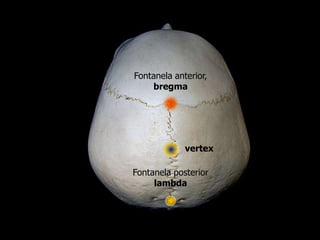 Fontanela anterior,
    bregma




             vertex

Fontanela posterior
     lambda
 