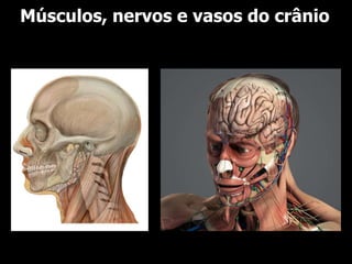 Músculos, nervos e vasos do crânio
 