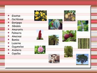 Giestas Cactáceas Genipapo Sândalo Amaranto Palmeira Ameixas Bambo Luzerna Cogumelos Aveleira Copaíba