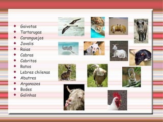 Gaivotas Tartarugas Caranguejos Javalis Raias Cabras Cabritos Ratos Lebres chilenas Abutres Arganazes Bodes Galinhas
