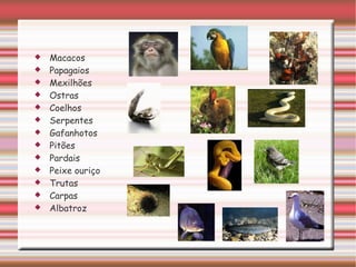 Macacos Papagaios Mexilhões Ostras Coelhos Serpentes Gafanhotos Pitões Pardais Peixe ouriço Trutas Carpas Albatroz