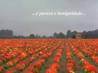 ...é pureza e benignidade...

 