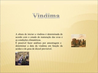 A altura de iniciar a vindima é determinada de acordo com o estado de maturação das uvas e as condições climatéricas.  É possível fazer análises por amostragem e  determinar a data da vindima em função da acidez e do grau de álcool previsível.  