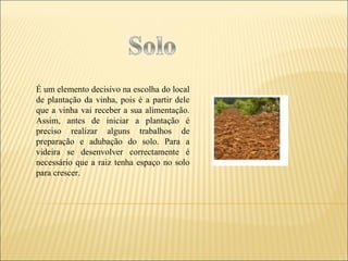 É um elemento decisivo na escolha do local de plantação da vinha, pois é a partir dele que a vinha vai receber a sua alimentação. Assim, antes de iniciar a plantação é preciso realizar alguns trabalhos de preparação e adubação do solo. Para a videira se desenvolver correctamente é necessário que a raiz tenha espaço no solo para crescer.  