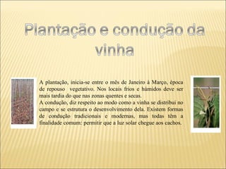 A plantação, inicia-se entre o mês de Janeiro à Março, época de repouso  vegetativo. Nos locais frios e húmidos deve ser mais tardia do que nas zonas quentes e secas.  A condução, diz respeito ao modo como a vinha se distribui no campo e se estrutura o desenvolvimento dela. Existem formas de condução tradicionais e modernas, mas todas têm a finalidade comum: permitir que a luz solar chegue aos cachos.   