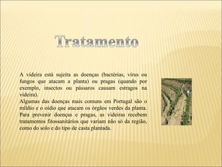 A videira está sujeita as doenças (bactérias, vírus ou fungos que atacam a planta) ou pragas (quando por exemplo, insectos ou pássaros causam estragos na videira).  Algumas das doenças mais comuns em Portugal são o míldio e o oídio que atacam os órgãos verdes da planta. Para prevenir doenças e pragas, as videiras recebem tratamentos fitossanitários que variam não só da região, como do solo e do tipo de casta plantada. 