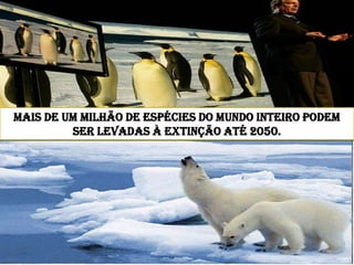 Mais de um milhão de espécies do mundo inteiro podem ser levadas à extinção até 2050.