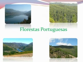 Florestas Portuguesas