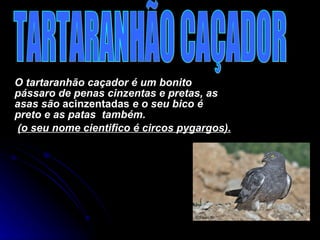 O tartaranhão caçador é um bonito pássaro de penas cinzentas e pretas, as asas são  acinzentadas  e o seu bico é preto e as patas  também. (o seu nome cientifico é circos pygargos).  TARTARANHÃO CAÇADOR 