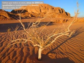 Sabias que todos os anos, áreas de 2000 km
quadrados se transformam em deserto
devido à falta de chuvas?
 