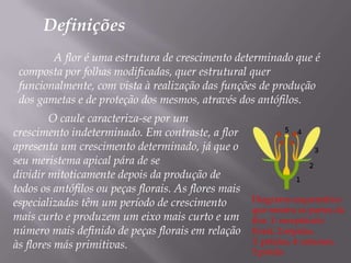 DefiniçõesA flor é uma estrutura de crescimento determinado que é composta por folhas modificadas, quer estrutural quer funcionalmente, com vista à realização das funções de produção dos gametas e de proteção dos mesmos, através dos antófilos.O caule caracteriza-se por um crescimento indeterminado. Em contraste, a flor apresenta um crescimento determinado, já que o seu meristema apical pára de se dividir mitoticamente depois da produção de todos os antófilos ou peças florais. As flores mais especializadas têm um período de crescimento mais curto e produzem um eixo mais curto e um número mais definido de peças florais em relação às flores más primitivas.Diagrama esquemático que mostra as partes da flor. 1: receptáculo floral, 2:sépalas, 3: pétalas, 4: estames, 5:pistilo.