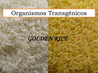 Organismos Transgénicos



    GOLDEN RICE
 