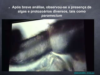 Após breve análise, observou-se a presença de
algas e protozoários diversos, tais como
paramecium
VÍDEOSIMG_0132.avi
 