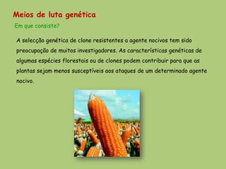 Meios de luta genética
Em que consiste?

A selecção genética de clone resistentes a agente nocivos tem sido
preocupação de muitos investigadores. As características genéticas de
algumas espécies florestais ou de clones podem contribuir para que as
plantas sejam menos susceptíveis aos ataques de um determinado agente
nocivo.
 