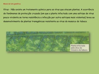 Meios de luta genética


Vírus - Não existe um tratamento químico para os vírus que atacam plantas. A ocorrência
de fenómenos de protecção cruzada (em que a planta infectada com uma estirpe de vírus
pouco virulenta se torna resistência a infecção por outra estirpes mais violentas) levou ao
desenvolvimento de plantas transgénicas resistente ao vírus do mosaico do tabaco.
 