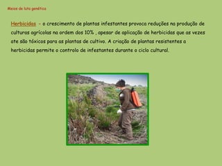 Meios de luta genética



 Herbicidas - o crescimento de plantas infestantes provoca reduções na produção de
 culturas agrícolas na ordem dos 10% , apesar de aplicação de herbicidas que as vezes
 ate são tóxicos para as plantas de cultivo. A criação de plantas resistentes a
 herbicidas permite o controlo de infestantes durante o ciclo cultural.
 
