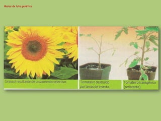 Meios de luta genética
 