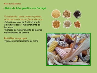Meios de luta genética

-Meios de luta genética em Portugal


Cruzamento para tornar a planta
resistente a interacções externas
•Estação nacional de fruticultura de
vieira natividade – Melhoramento de
fruteiras
• Estação de melhoramento de plantas –
melhoramento de cereais

Resistência a pragas
•Núcleo de melhoramento do milho
 