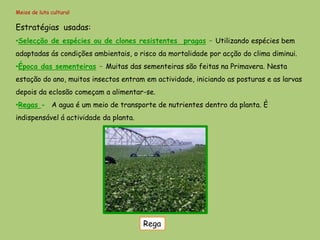 Meios de luta cultural

Estratégias usadas:
•Selecção de espécies ou de clones resistentes pragas – Utilizando espécies bem
adaptadas ás condições ambientais, o risco da mortalidade por acção do clima diminui.
•Época das sementeiras – Muitas das sementeiras são feitas na Primavera. Nesta
estação do ano, muitos insectos entram em actividade, iniciando as posturas e as larvas
depois da eclosão começam a alimentar-se.
•Regas - A agua é um meio de transporte de nutrientes dentro da planta. È
indispensável á actividade da planta.




                                        Rega
 