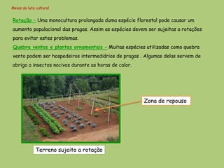 Meios de luta cultural


Rotação – Uma monocultura prolongada duma espécie florestal pode causar um
aumento populacional das pragas. Assim as espécies devem ser sujeitas a rotações
para evitar estes problemas.
Quebra ventos e plantas ornamentais – Muitas espécies utilizadas como quebra
vento podem ser hospedeiros intermediários de pragas . Algumas delas servem de
abrigo a insectos nocivos durante as horas de calor.




                                                       Zona de repouso




              Terreno sujeito a rotação
 