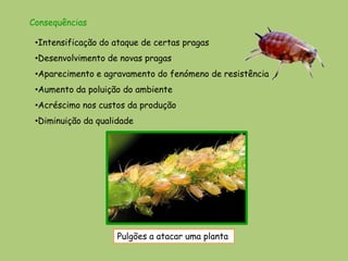 Consequências

 •Intensificação do ataque de certas pragas
 •Desenvolvimento de novas pragas
 •Aparecimento e agravamento do fenómeno de resistência
 •Aumento da poluição do ambiente
 •Acréscimo nos custos da produção
 •Diminuição da qualidade




                     Pulgões a atacar uma planta
 