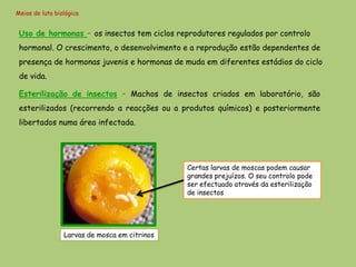 Meios de luta biológica


 Uso de hormonas – os insectos tem ciclos reprodutores regulados por controlo
 hormonal. O crescimento, o desenvolvimento e a reprodução estão dependentes de
 presença de hormonas juvenis e hormonas de muda em diferentes estádios do ciclo
 de vida.

 Esterilização de insectos – Machos de insectos criados em laboratório, são
 esterilizados (recorrendo a reacções ou a produtos químicos) e posteriormente
 libertados numa área infectada.




                                               Certas larvas de moscas podem causar
                                               grandes prejuízos. O seu controlo pode
                                               ser efectuado através da esterilização
                                               de insectos




                 Larvas de mosca em citrinos
 