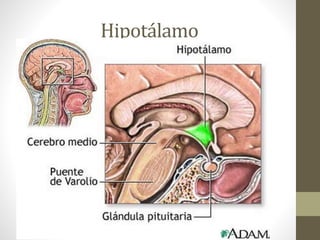 Hipotálamo

NETTER, 2011

 