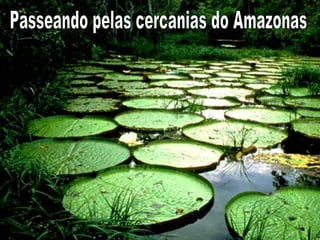 Passeando pelas cercanias do Amazonas 