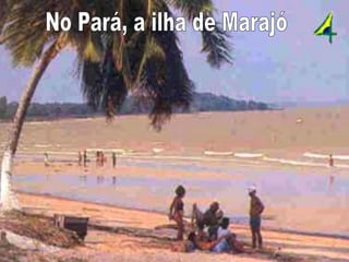 No Pará, a ilha de Marajó 