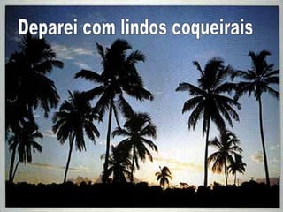 Deparei com lindos coqueirais 
