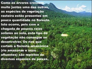 Como as árvores crescem muito juntas uma das outras, as espécies de vegetação rasteira estão presentes em pouca quantidade na floresta. Isto ocorre, pois com a chegada de poucos raios solares ao solo, este tipo de vegetação não consegue se desenvolver. Os rios que cortam a floresta amazônica (rio amazonas e seus afluentes) são repletos de diversas espécies de peixes.  