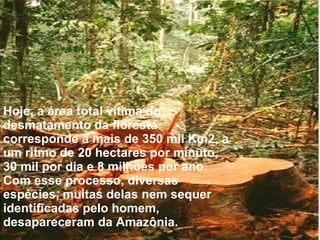 Hoje, a área total vítima do desmatamento da floresta corresponde a mais de 350 mil Km2, a um ritmo de 20 hectares por minuto, 30 mil por dia e 8 milhões por ano. Com esse processo, diversas espécies, muitas delas nem sequer identificadas pelo homem, desapareceram da Amazônia.  . 