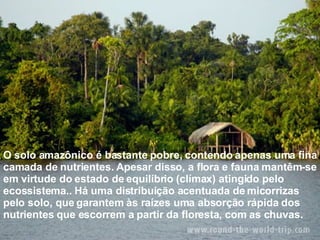 O solo amazônico é bastante pobre, contendo apenas uma fina camada de nutrientes. Apesar disso, a flora e fauna mantêm-se em virtude do estado de equilíbrio (clímax) atingido pelo ecossistema.. Há uma distribuição acentuada de micorrizas pelo solo, que garantem às raízes uma absorção rápida dos nutrientes que escorrem a partir da floresta, com as chuvas.  