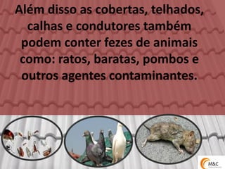 Além disso as cobertas, telhados, calhas e condutores também podem conter fezes de animais como: ratos, baratas, pombos e outros agentes contaminantes.  