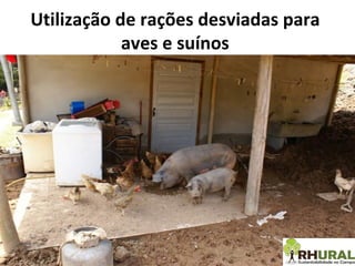 Utilização de rações desviadas para aves e suínos 