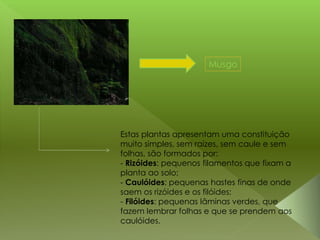 Plantas sem flor | PPTX