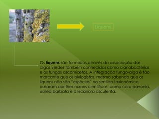 Líquens
Os líquens são formados através da associação das
algas verdes também conhecidas como cianobactérias
e os fungos ascomicetos. A integração fungo-alga é tão
marcante que os biologistas, mesmo sabendo que os
líquens não são “espécies” no sentido taxionómico,
ousaram dar-lhes nomes científicos, como cora pavonia,
usnea barbata e a lecanora asculenta.
 