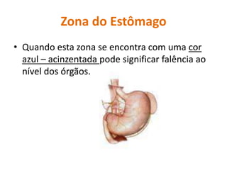 Zona do EstômagoQuando esta zona se encontra com uma cor azul – acinzentada pode significar falência ao nível dos órgãos.