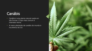 Canábis
• Canábis é uma planta natural usada em
três formas. O tipo mais comum é
chamado resina.
• A maior plantação de canábis do mundo é
na américa do sul.
 
