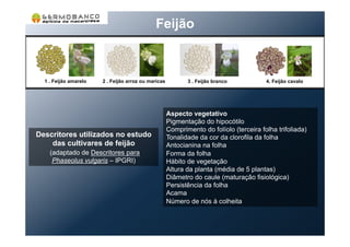 Feijão
1 . Feijão amarelo 2 . Feijão arroz ou maricas 3 . Feijão branco 4. Feijão cavalo
Descritores utilizados no estudo
das cultivares de feijão
(adaptado de Descritores para
Phaseolus vulgaris – IPGRI)
Aspecto vegetativo
Pigmentação do hipocótilo
Comprimento do folíolo (terceira folha trifoliada)
Tonalidade da cor da clorofila da folha
Antocianina na folha
Forma da folha
Hábito de vegetação
Altura da planta (média de 5 plantas)
Diâmetro do caule (maturação fisiológica)
Persistência da folha
Acama
Número de nós à colheita
 