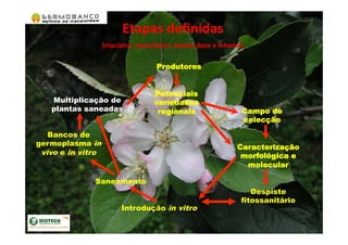 Etapas	
  deﬁnidas	
  	
  
(macieira,	
  castanheiro,	
  batata	
  doce	
  e	
  inhame)	
  
Produtores
Potenciais
variedades
regionais Campo de
colecção
Caracterização
morfológica e
molecular
Introdução in vitro
Despiste
fitossanitário
Saneamento
Bancos de
germoplasma in
vivo e in vitro
Multiplicação de
plantas saneadas
 