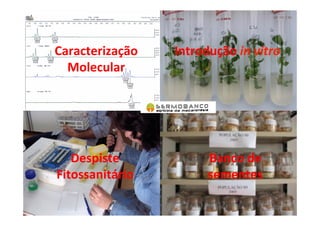 Caracterização	
  
Molecular	
  
Despiste	
  
Fitossanitário	
  
Introdução	
  in	
  vitro	
  
Banco	
  de	
  
sementes	
  
 