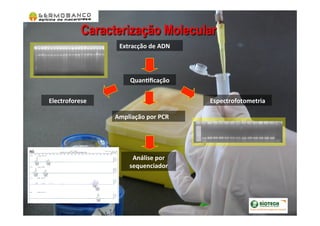 Caracterização Molecular
Extracção	
  de	
  ADN	
  
QuanVﬁcação	
  
Electroforese	
   Espectrofotometria	
  	
  	
  	
  	
  	
  
Análise	
  por	
  
sequenciador	
  
Ampliação	
  por	
  PCR	
  
	
  
	
  
	
  
	
  
	
  
	
  
 