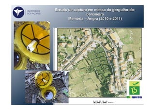Ensaio de captura em massa do gorgulho-da-
bananeira
Memória – Angra (2010 e 2011)
UNIVERSIDADE
DOS AÇORES
 