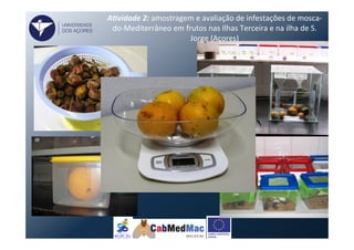 A)vidade	
  2:	
  amostragem	
  e	
  avaliação	
  de	
  infestações	
  de	
  mosca-­‐
do-­‐Mediterrâneo	
  em	
  frutos	
  nas	
  Ilhas	
  Terceira	
  e	
  na	
  ilha	
  de	
  S.	
  
Jorge	
  (Açores)	
  
UNIVERSIDADE
DOS AÇORES
 